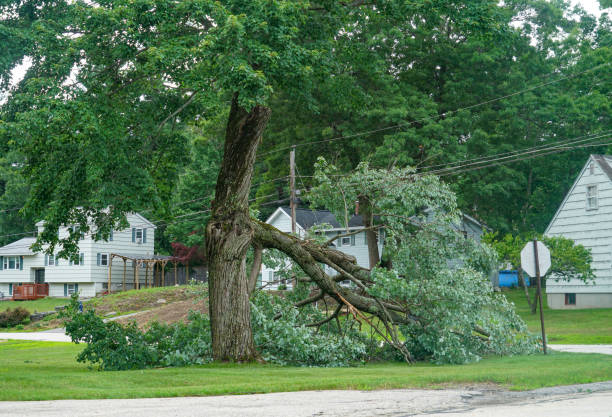 Tree Removal for Businesses in Gloucester Point, VA